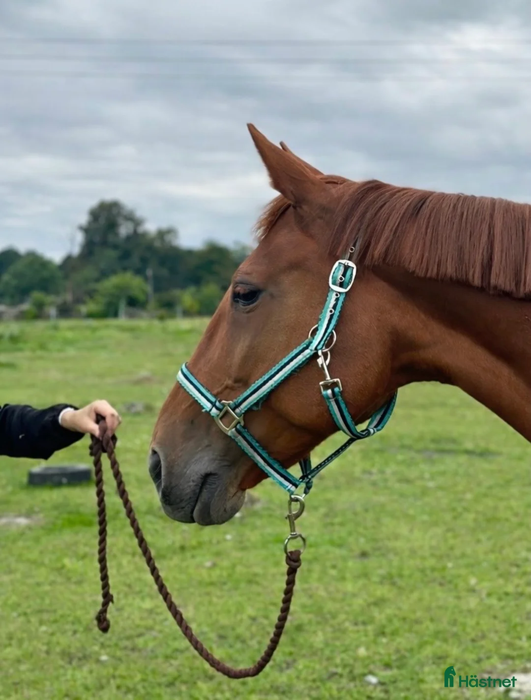 Allround hästar till salu: Snällt sto! - Annons 2