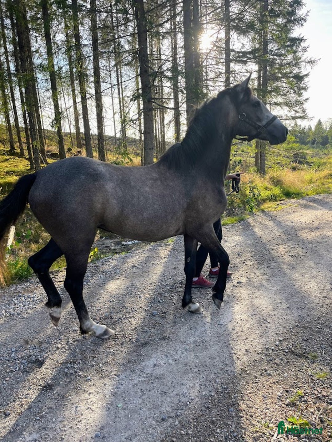 Dressyr hästar till salu: Lovande ungponnysto e. Leuns Veld's Lord i Bergsjö - Annons 4