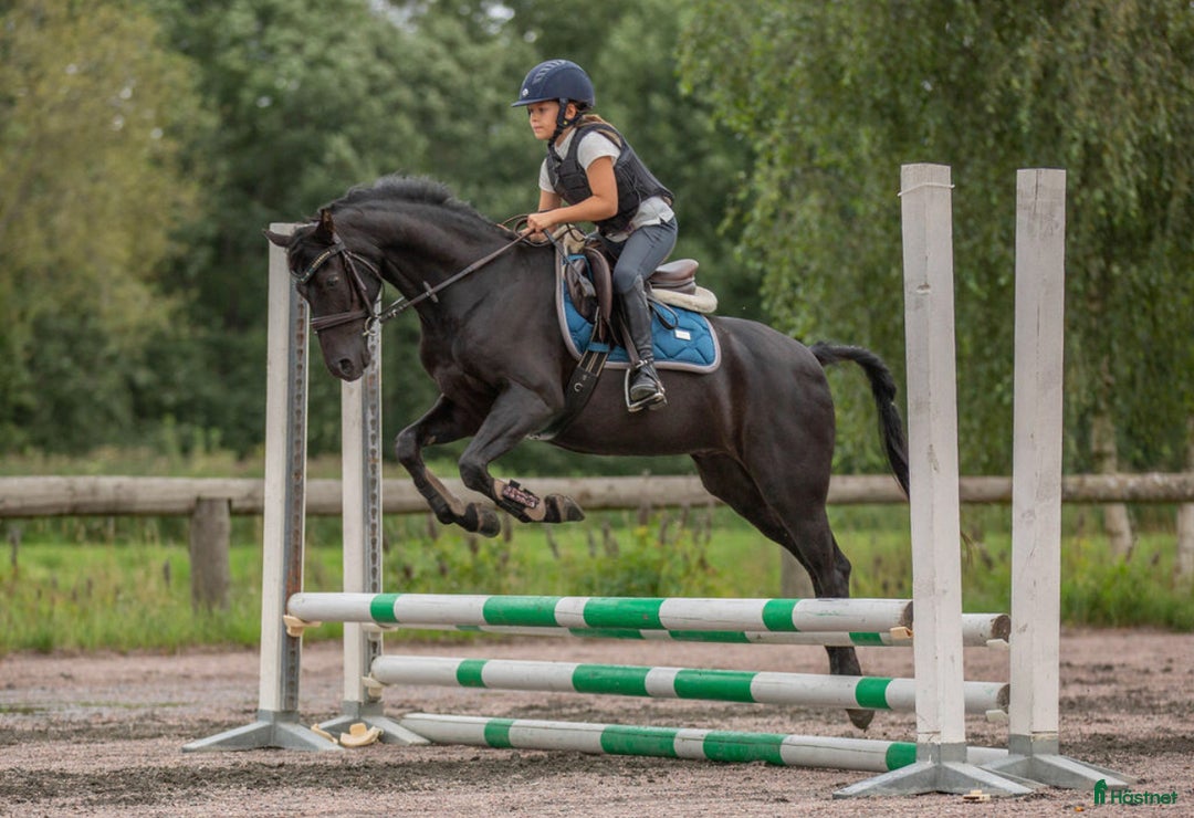 Allround hästar till salu: Supersnäll och vacker maxad b-ponny i Mölndal - Annons 3
