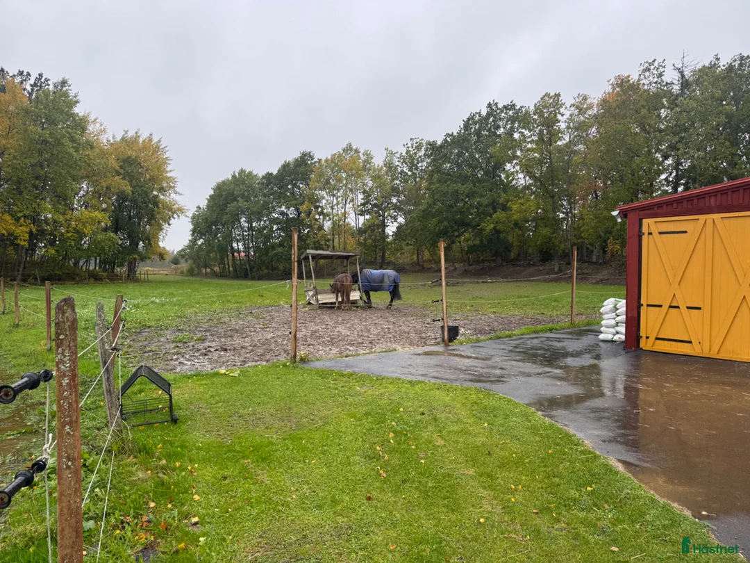  foderhäst sökes: Foder häst sökes för ev senare köp - Annons 2