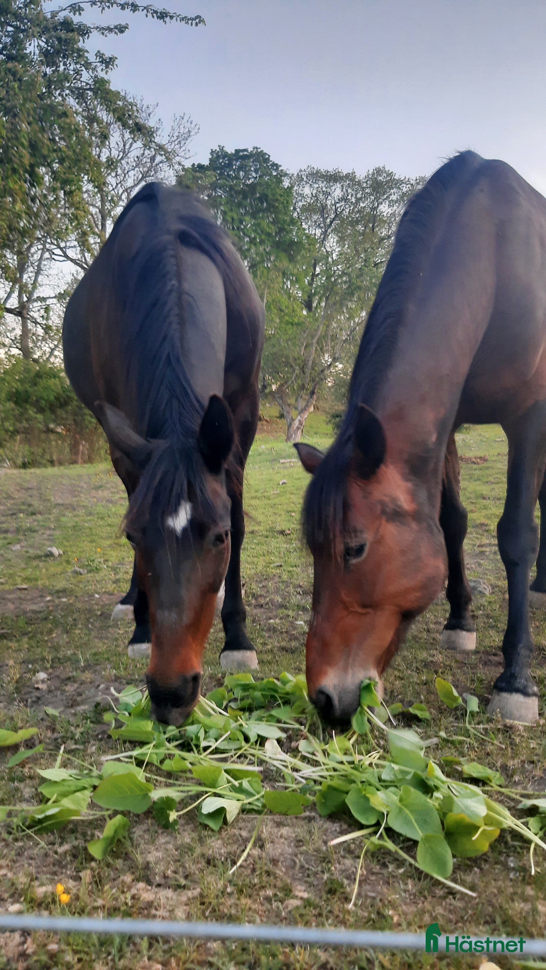 foderhäst finnes: 2 fantastiska damer i Strängnäs - Bild 1