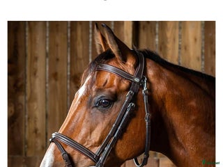 Träns hästutrustning till salu i Hackås - Annons 31