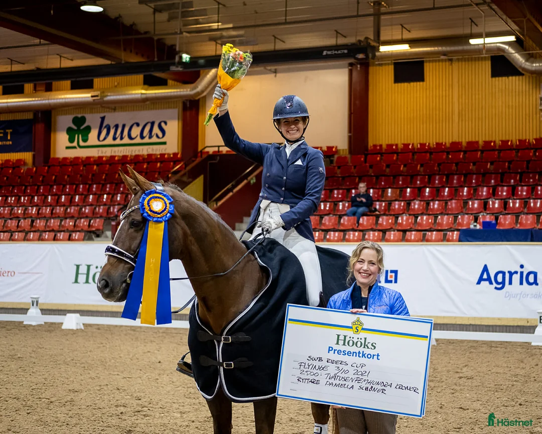  hästservice finnes: Tar emot häst för träning, tävling eller samarbete i Hallstahammar - Annons 2