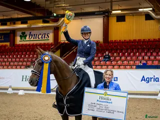 hästservice Träning • tävling • försäljning - Annons 22