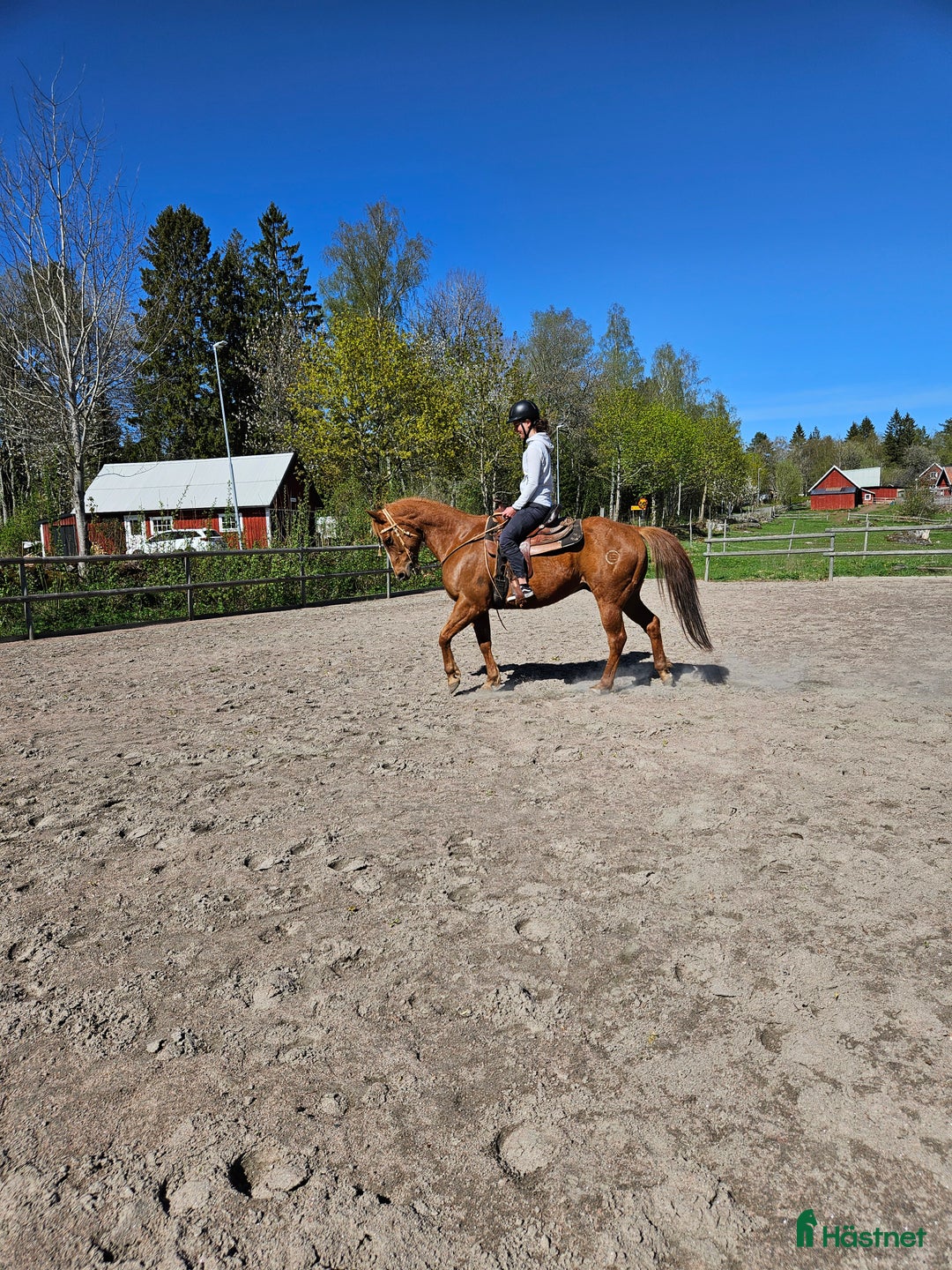 Western hästar till salu: Liten kille med stort hjärta i Skövde - Annons 3
