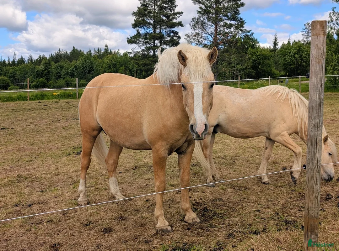 Allround hästar till salu: Rejäl d-ponny med fint temperament  - Annons 2