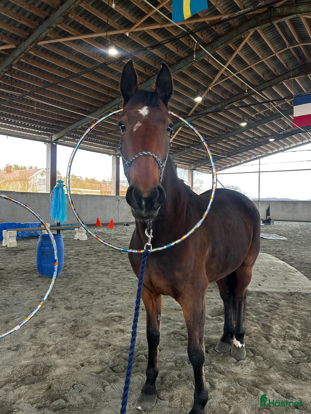 Allround hästar till salu: Ridtravare säljes i Björketorp - Annons 2
