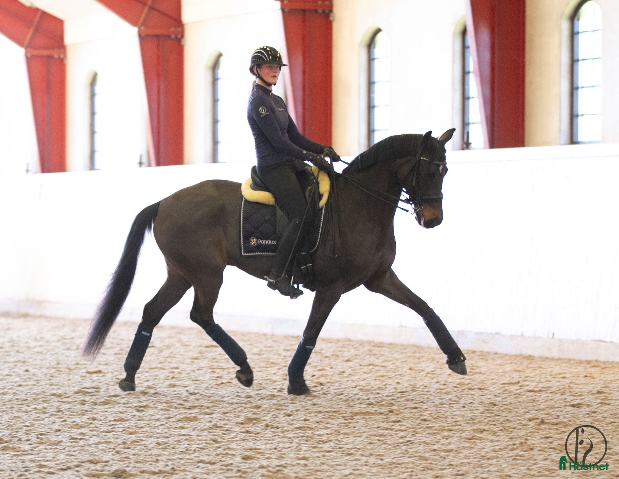  hästar Välutbildad SWB-valack f. 2016 i Västra Tunhem - Annons 1