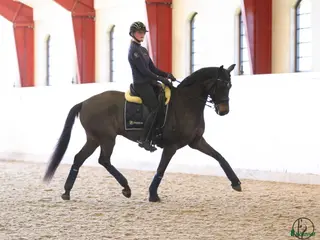 hästar Välutbildad SWB-valack f. 2016 i Västra Tunhem - Annons 1