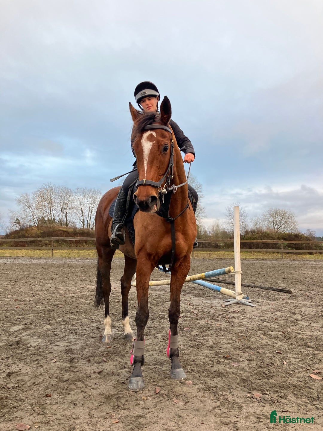 Allround hästar till salu: Kanon fint sto till fynd pris ! i Skara - Annons 1