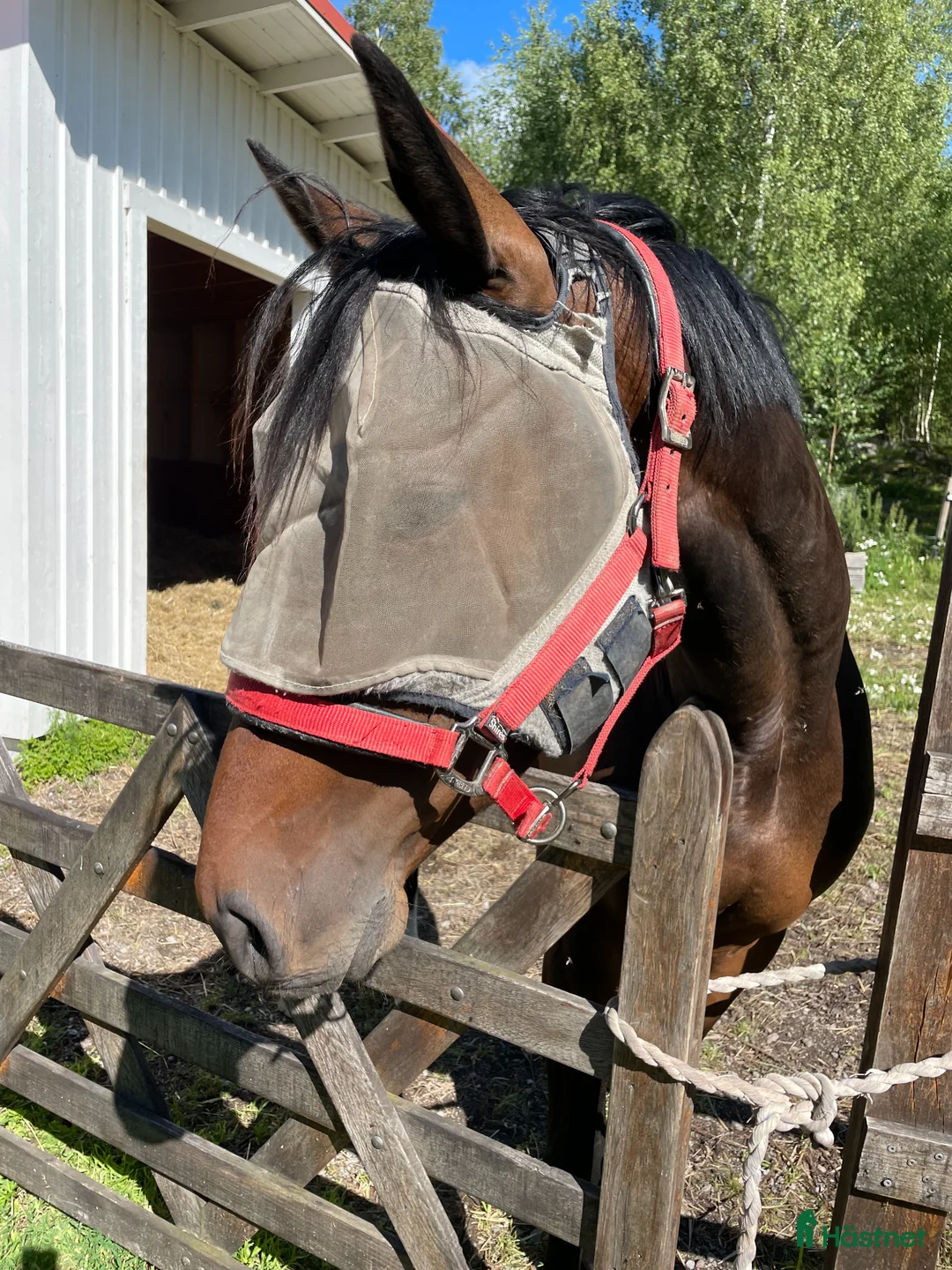  hästservice finnes: Sommarbete två hästar - Annons 2