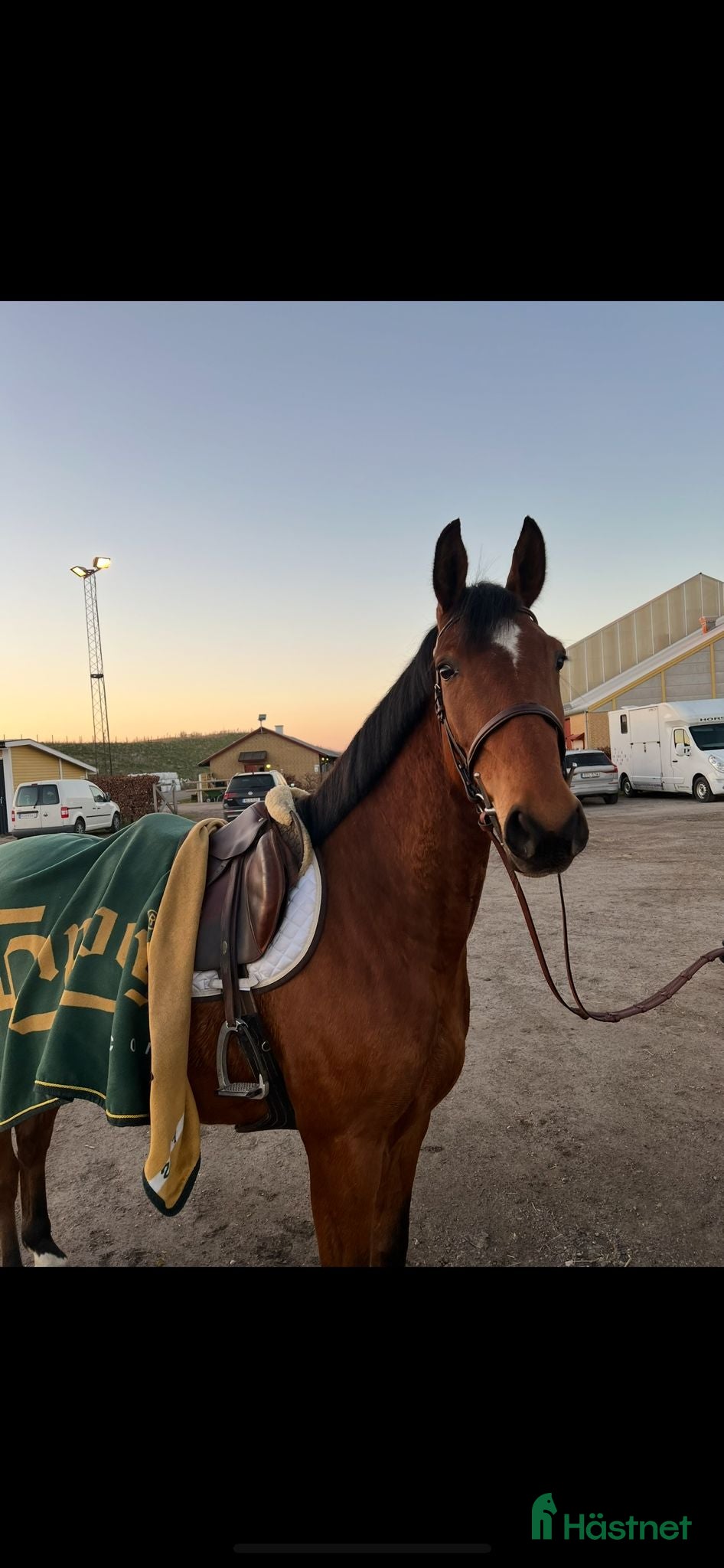  hästar Världens snällaste valack med hög ridbarhet - Annons 17