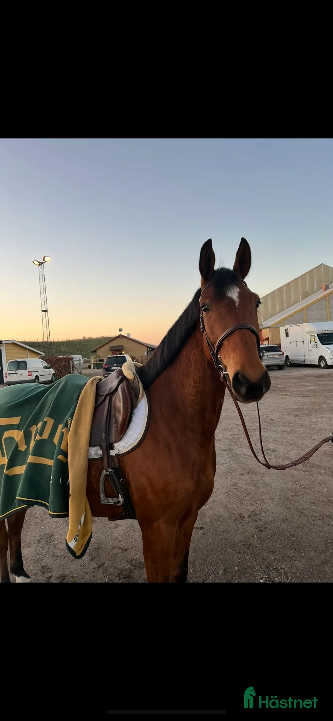 Hoppning hästar till salu: Världens snällaste valack med hög ridbarhet - Annons 1