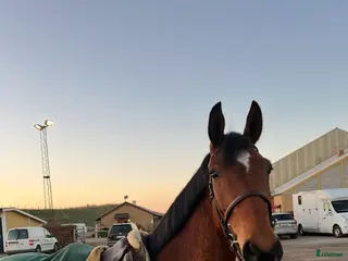 hästar Världens snällaste valack med hög ridbarhet - Annons 17