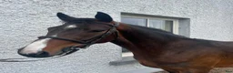 Hoppning hästar till salu: Attyrory Horses - Annons 33