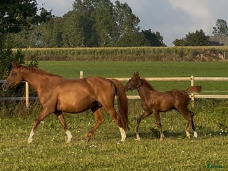 hästar i Vollsjö - Annons 33