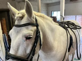 hästar Mångsidig C-ponny - Annons 4