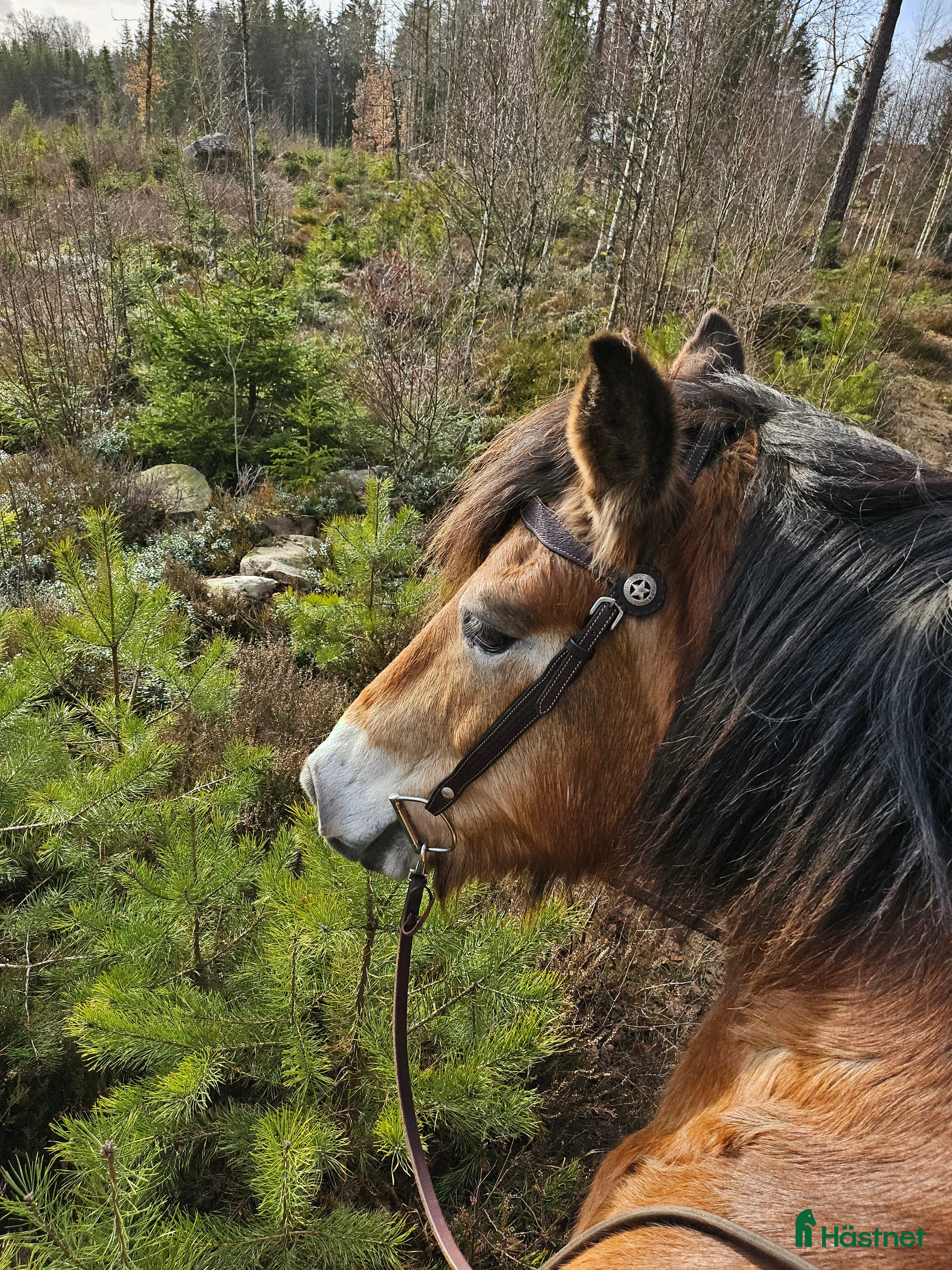 Träns hästutrustning till salu: Westernträns kallblod i Hillared - Annons 8