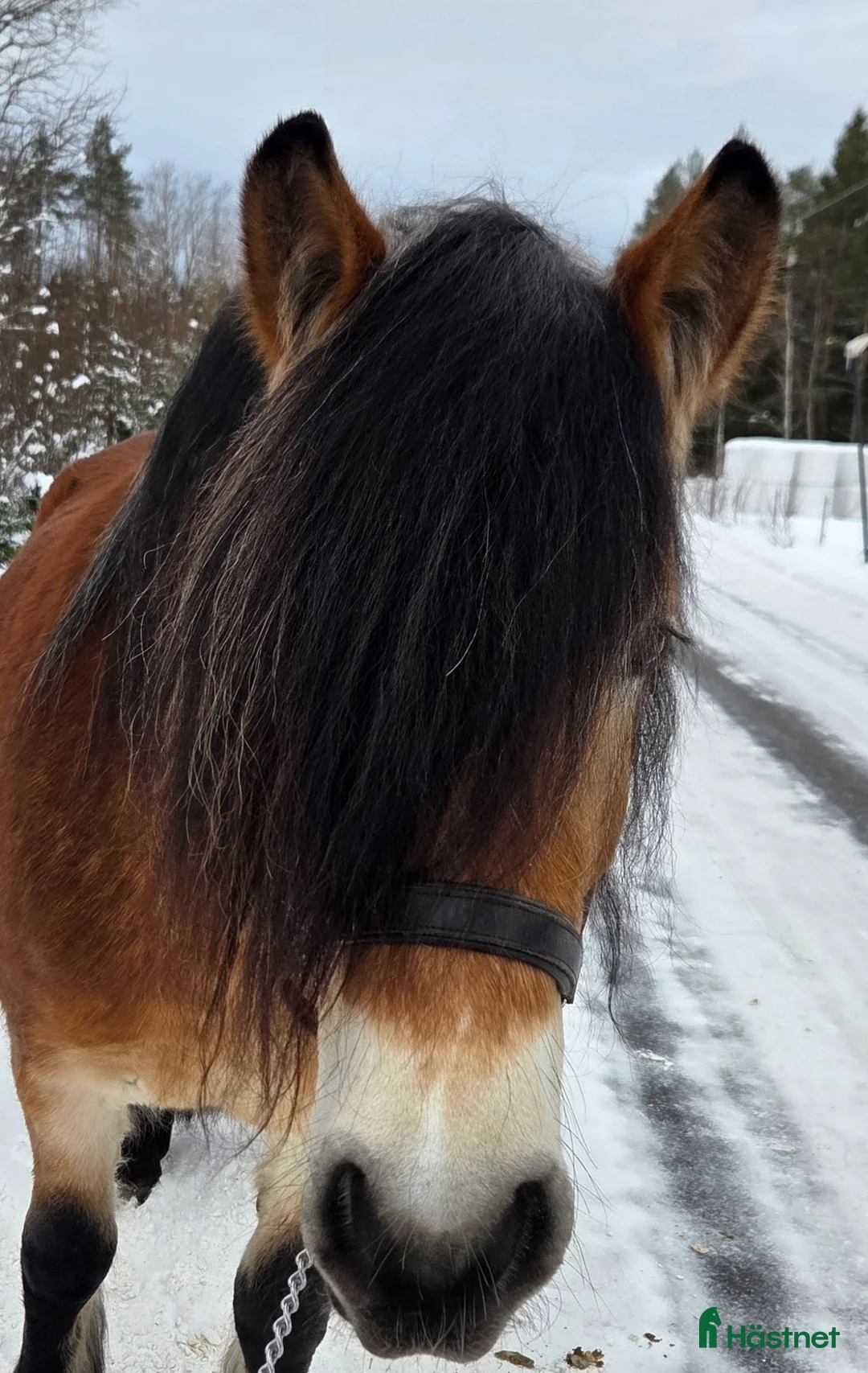Körning hästar till salu: Nyfiken unghäst i Umeå - Annons 2