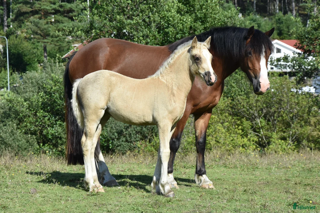 Allround hästar till salu: Femårigt welsh cob sto med framtiden för sig i Partille - Annons 11