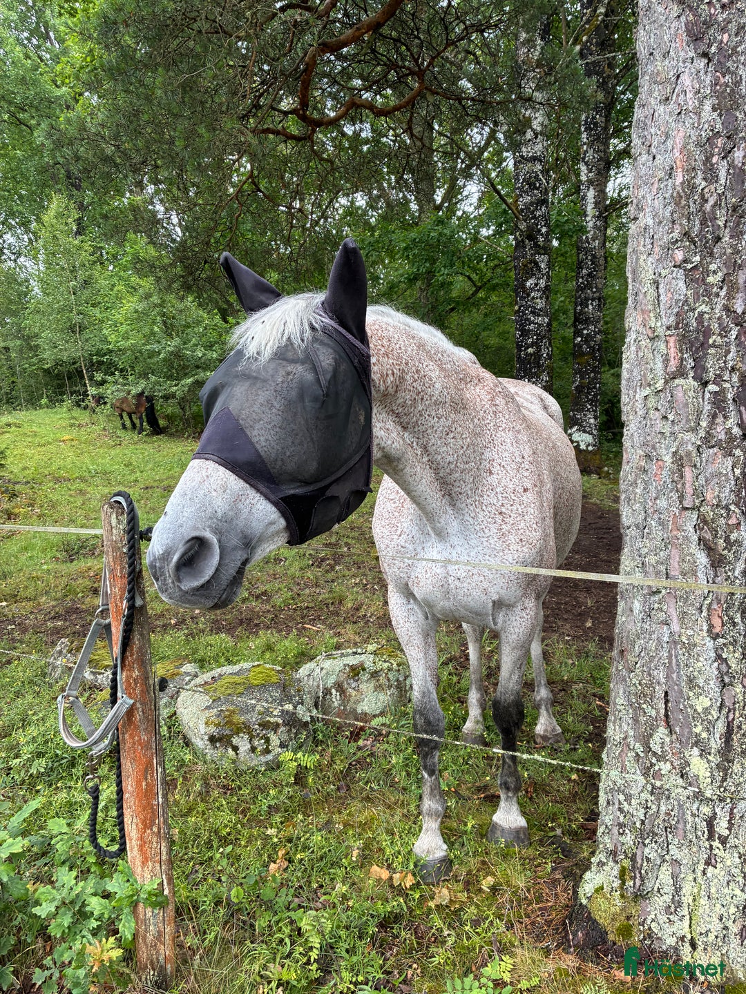 Allround hästar till salu: Sto e.Calvaro Z i Färjestaden - Annons 1