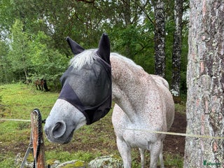 Allround hästar till salu i Färjestaden - Annons 1