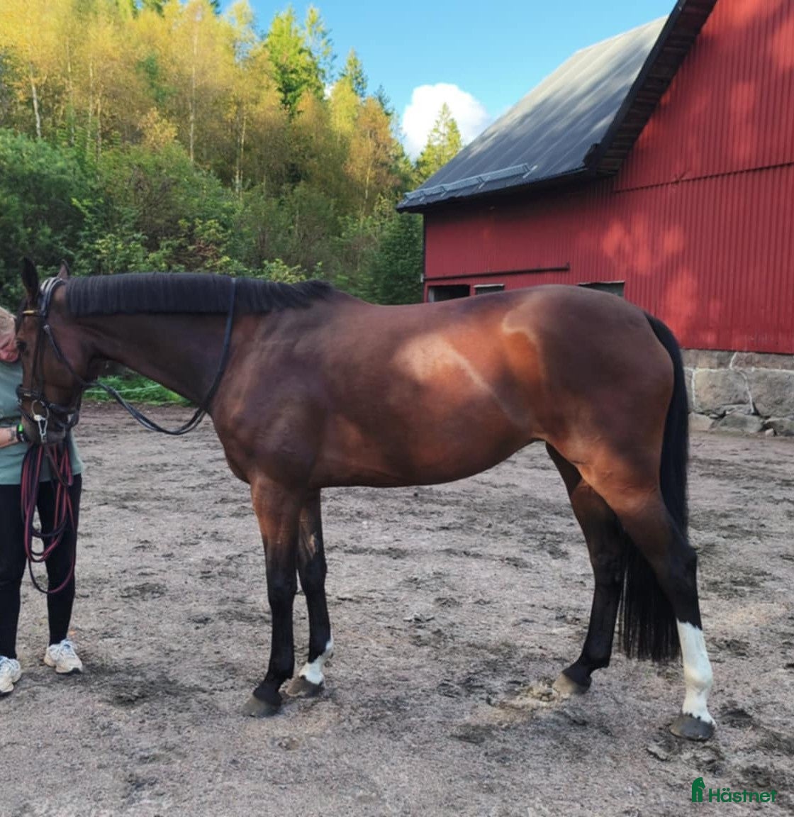  hästar Fint sto  - Annons 12