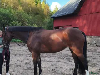 hästar Fint sto - Annons 12