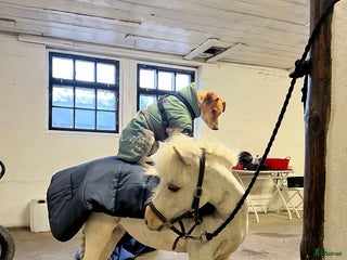 hästar Socialt Shetlandssto söker nytt hem i Grödinge - Annons 3