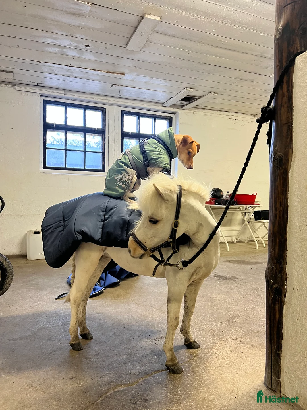 Övrigt hästar till salu: Socialt Shetlandssto söker nytt hem  i Grödinge - Annons 1