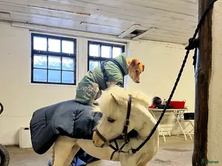 hästar Socialt Shetlandssto söker nytt hem i Grödinge - Annons 3