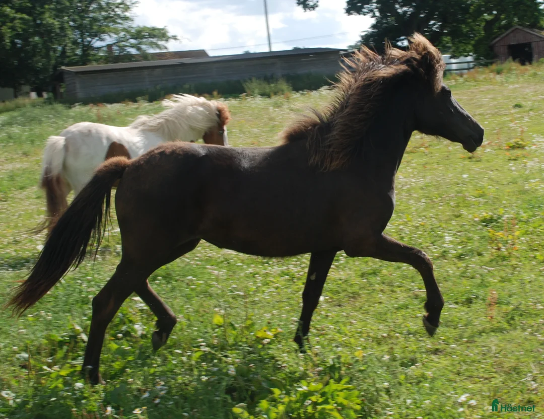 Island hästar till salu: Häftig ungsto med super stam i Vollsjö - Annons 7