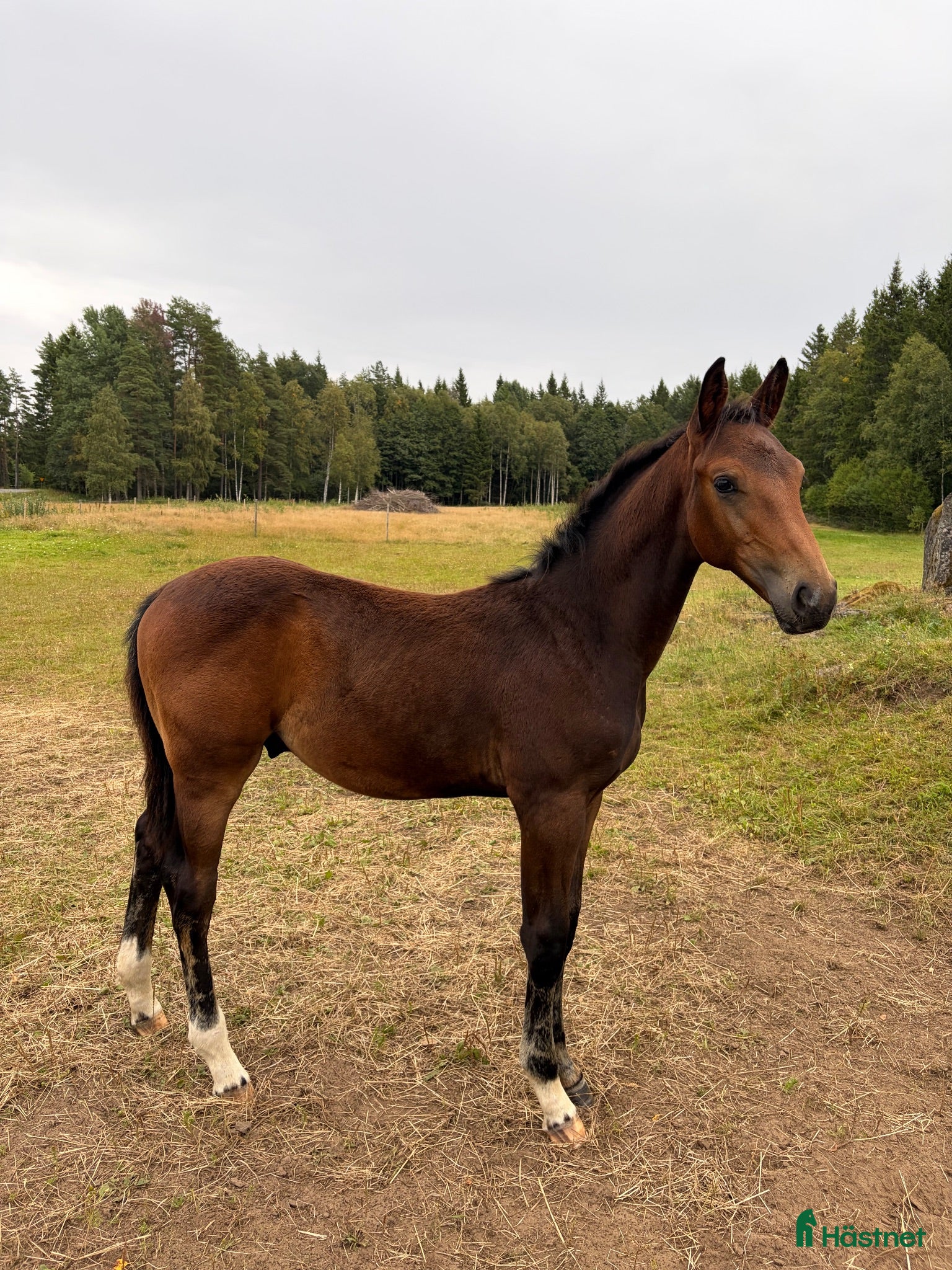  hästar Hingst föl m meriterat möderne - Annons 1