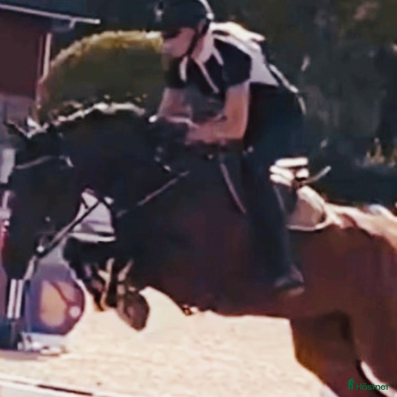  hästar Fantastiskt fin tävlingshäst lättriden med scop - Annons 6