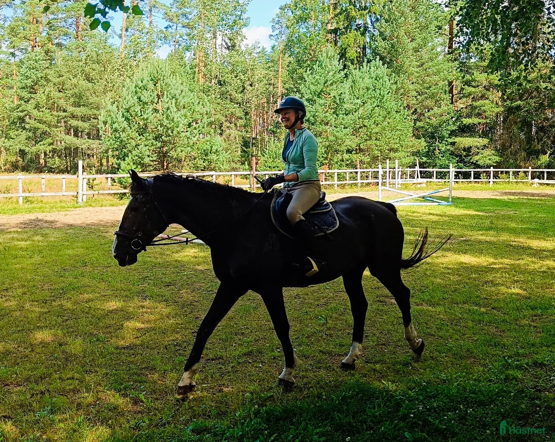  medryttarhäst finnes: Medryttare till tidigare Grand Prixhäst  i Björklinge - Annons 3