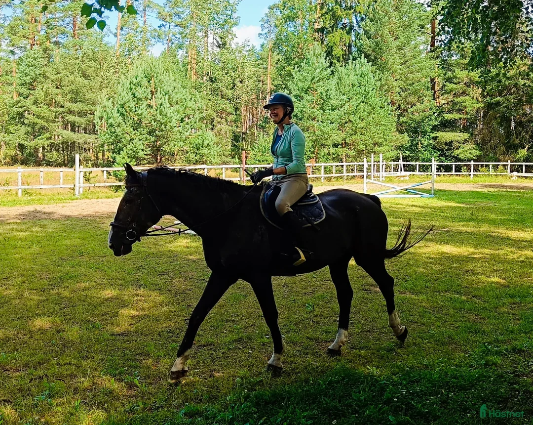  medryttarhäst finnes: Medryttare till tidigare Grand Prixhäst  i Björklinge - Annons 3