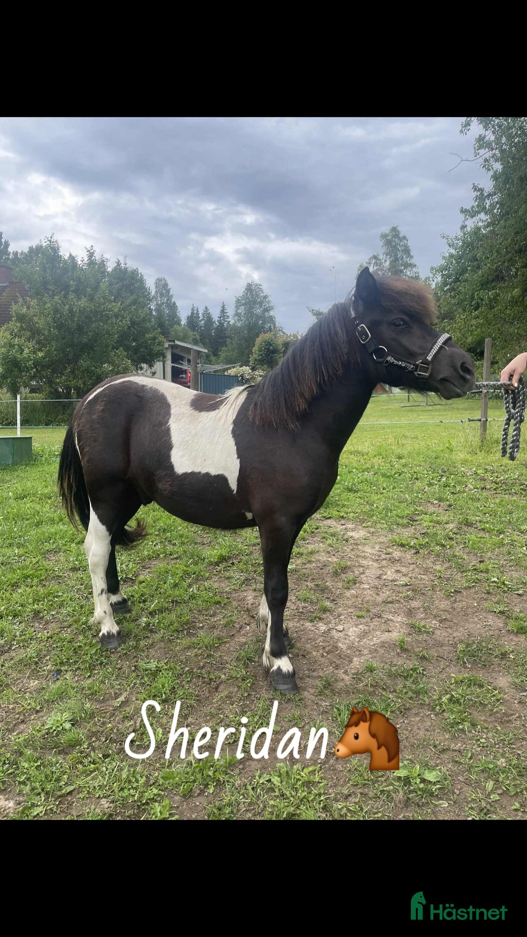 Allround hästar till salu: Shettlands hingstar till salu i Huskvarna - Annons 1