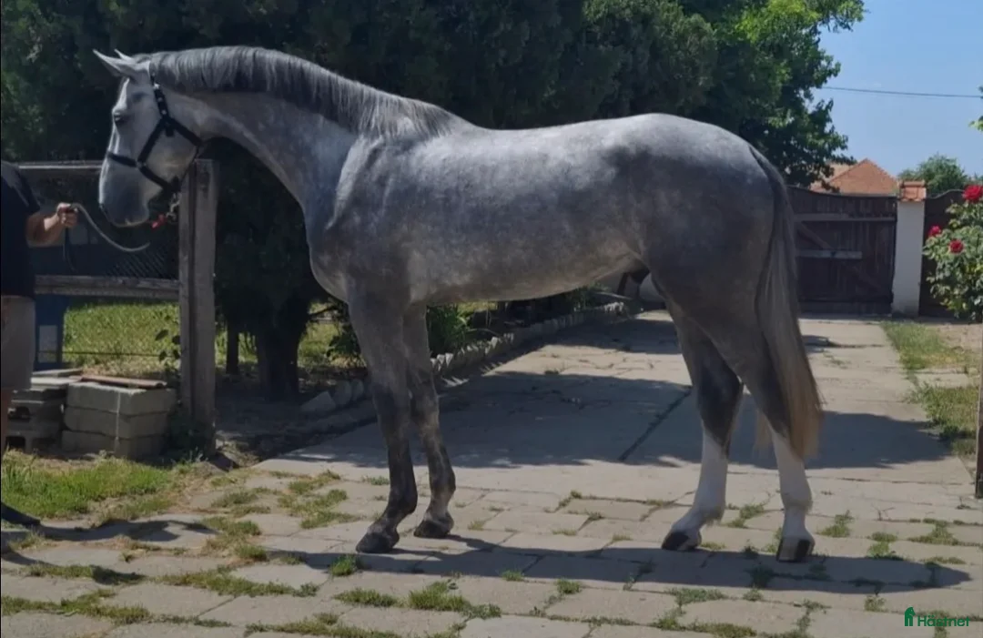 Hoppning hästar till salu: Sto med stor potential  - Annons 2