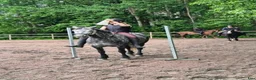 Allround hästar till salu: Mist – en oslipad diamant! - Annons 1