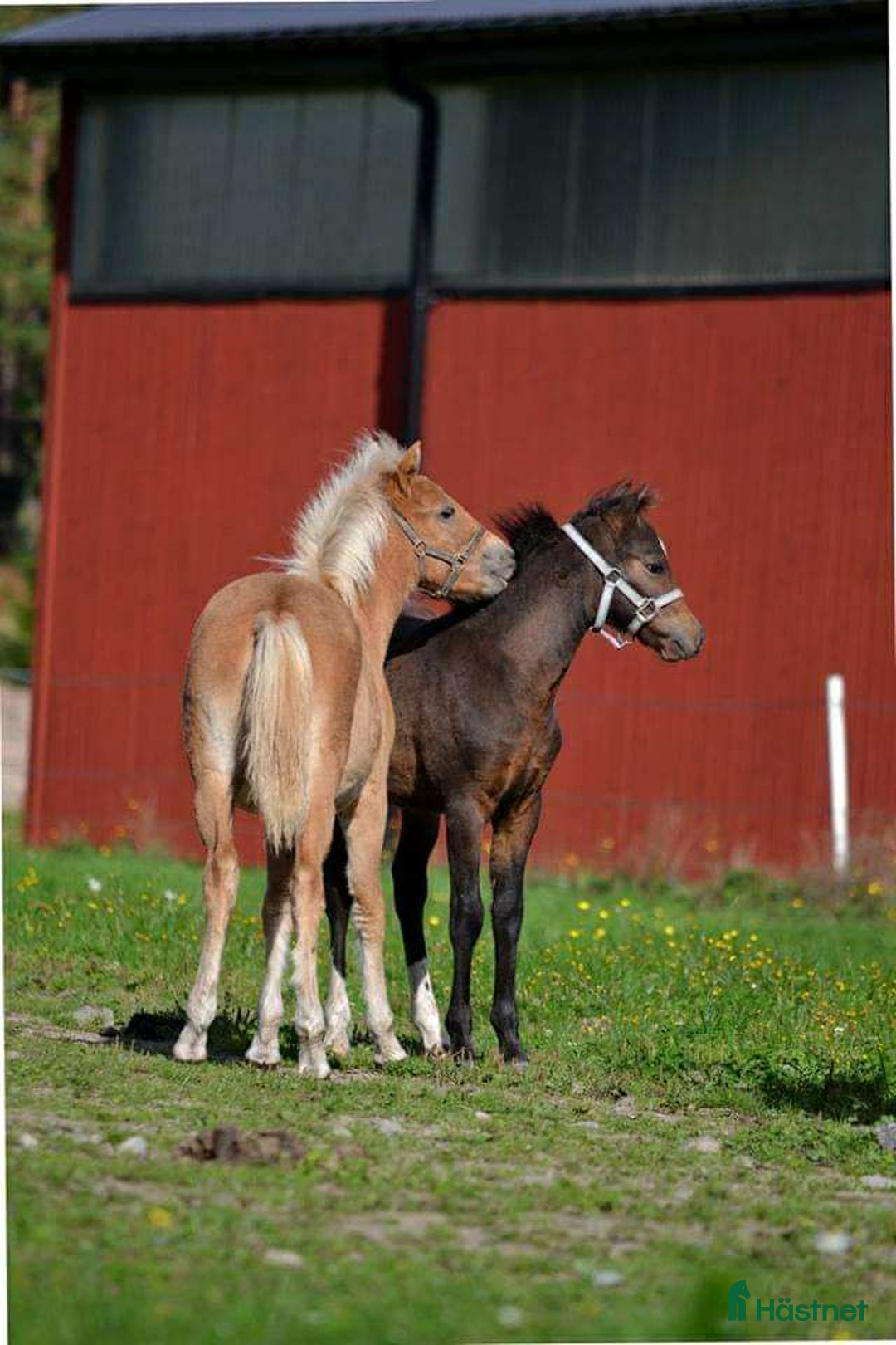  hästservice finnes: Julklappstips! Ridläger sommaren 2026 i Lidköping - Annons 21