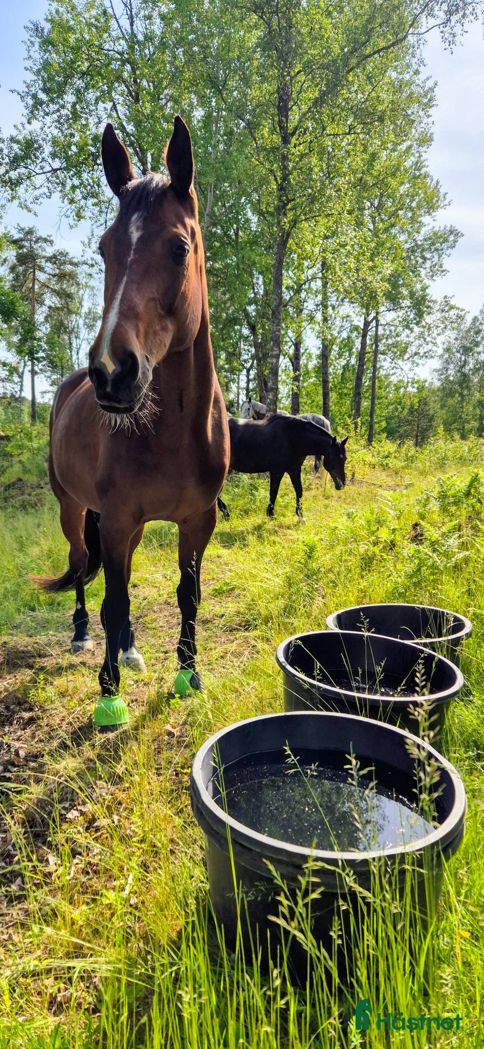 stallplats finnes: Stallplats i Tullinge för sto som klarar bete - Annons 2