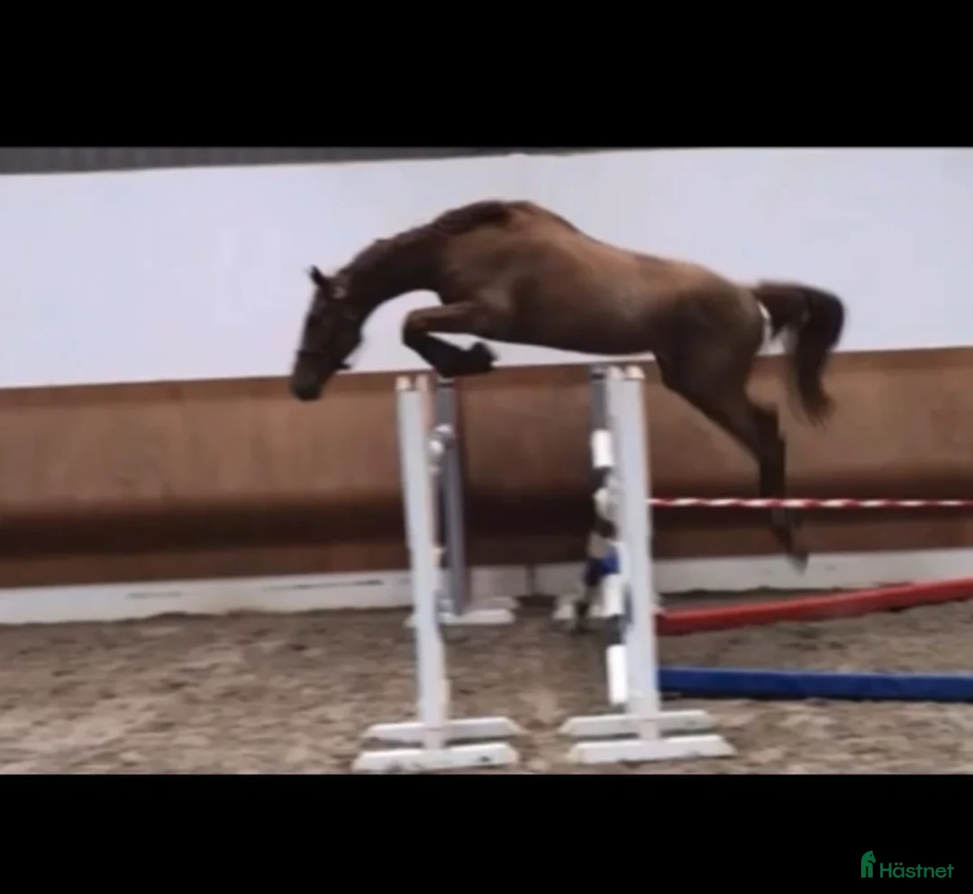 Hoppning hästar till salu: Lovande unghäst för framtiden! - Annons 2