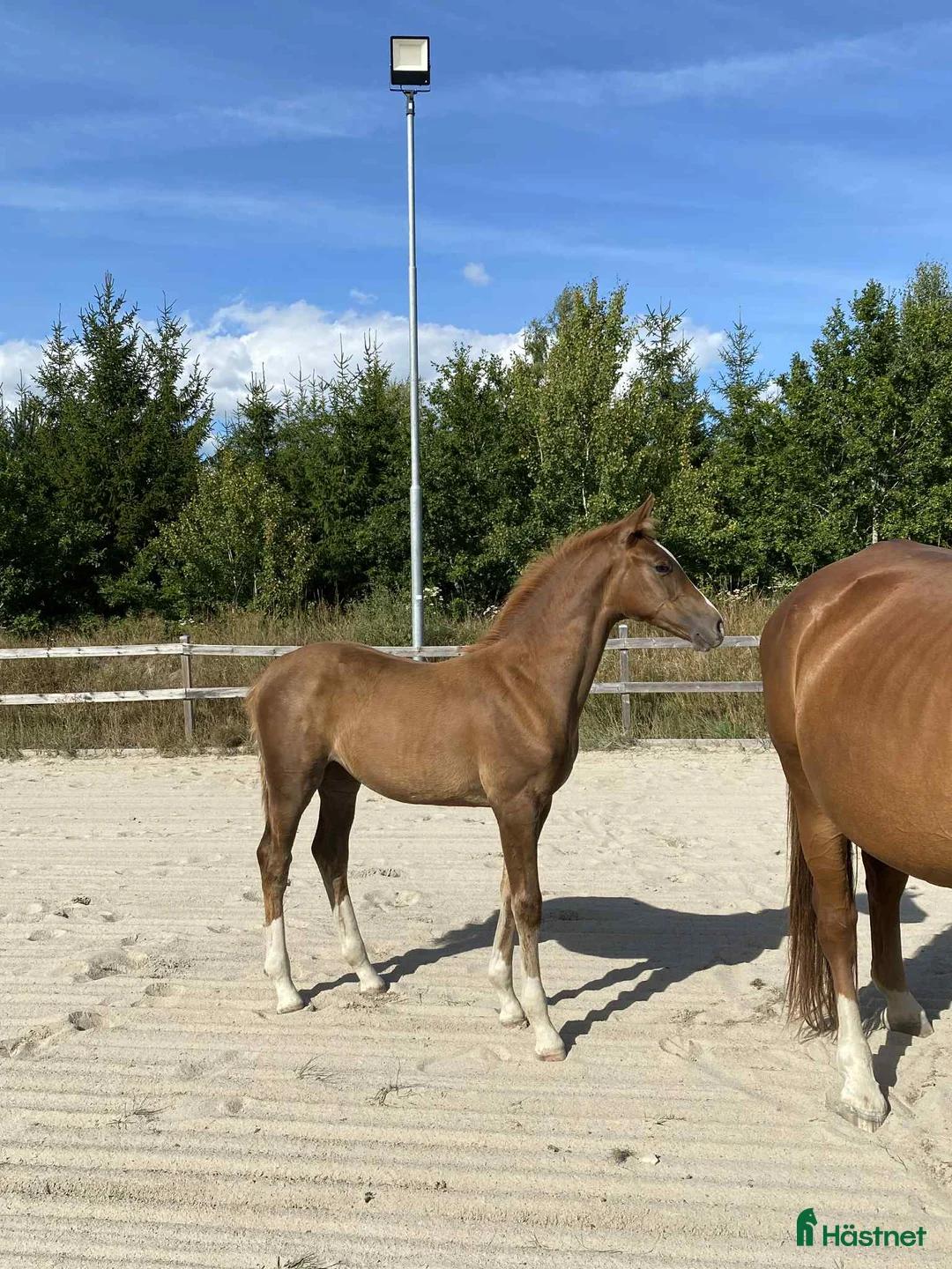 Hoppning hästar till salu: Framtids stjärna  i Hässleholm - Annons 3