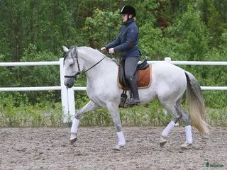 hästar Fantastisk PRE säljs till rutinerad ryttare - Annons 23