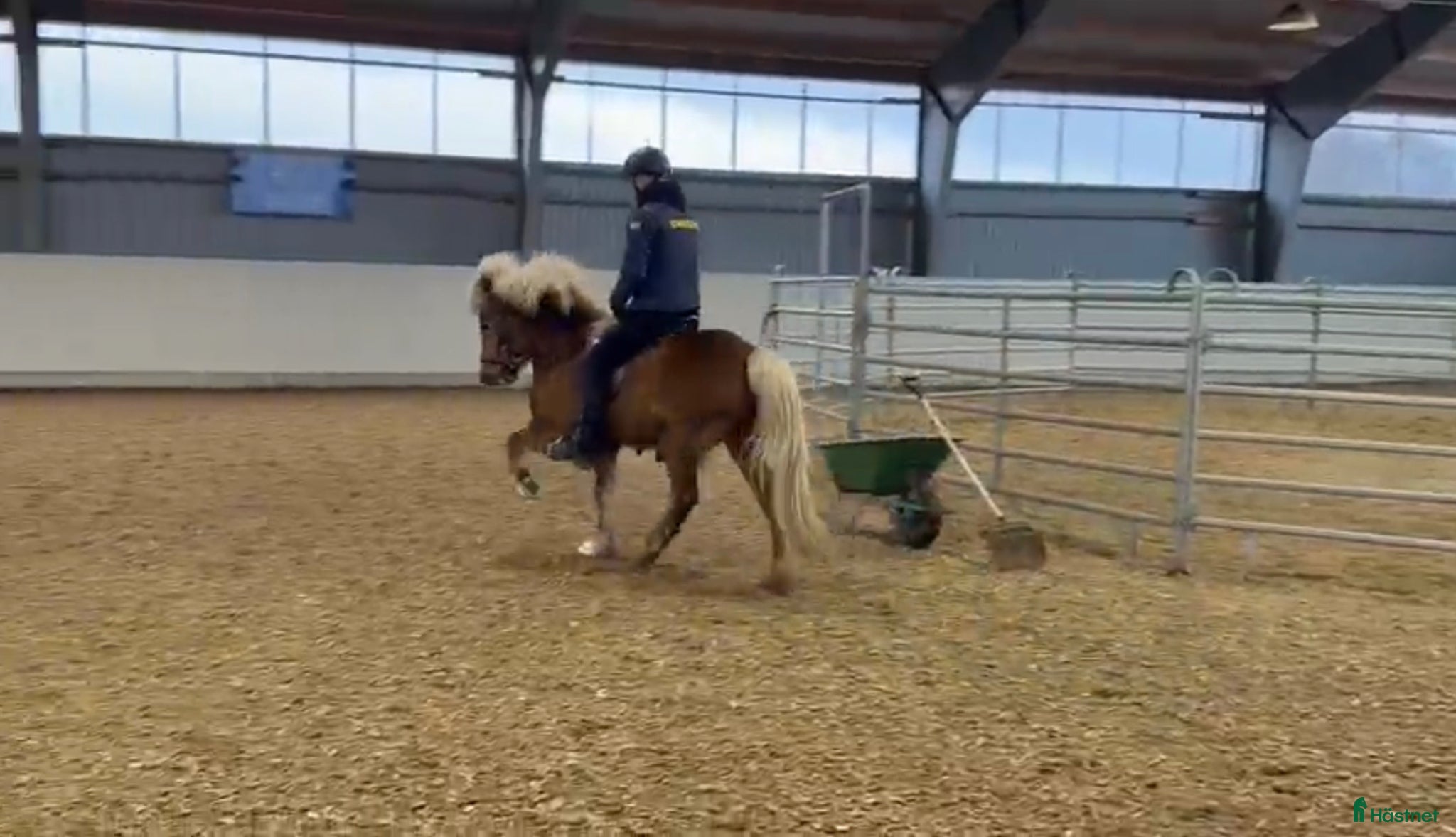  hästar Trevlig femgångare med utvecklingspotential. - Annons 3