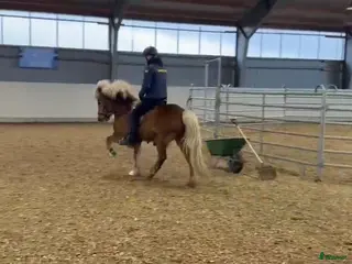 hästar Trevlig femgångare med utvecklingspotential. - Annons 3