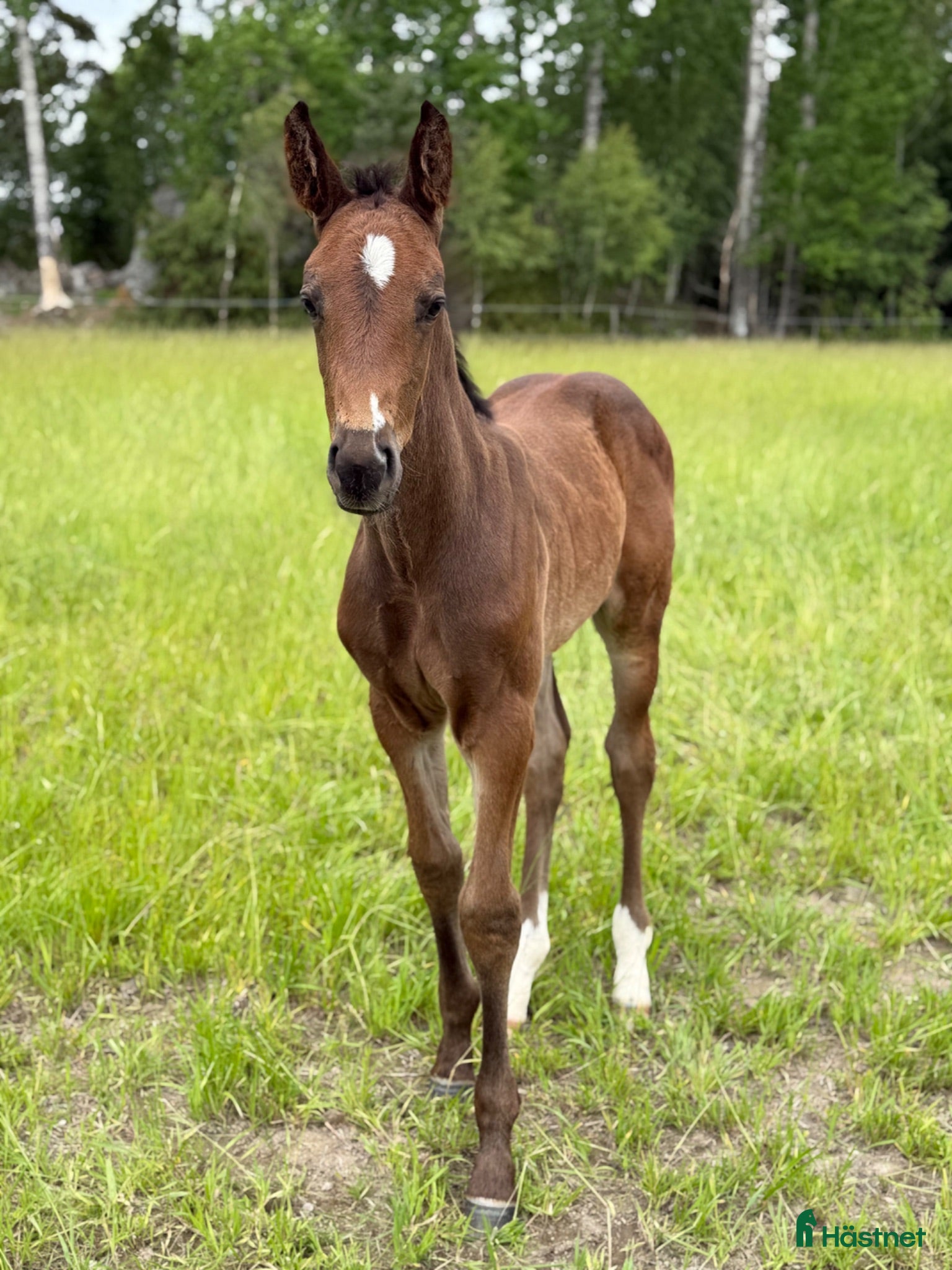  hästar Fälttävlan eller hoppning 🐎 - Annons 1