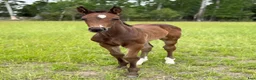 Fälttävlan hästar till salu: 2 föl för Fälttävlan eller hoppning 🐎 - Annons 4