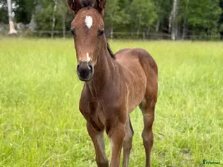 Fälttävlan hästar till salu: Fälttävlan eller hoppning 🐎 - Annons 2