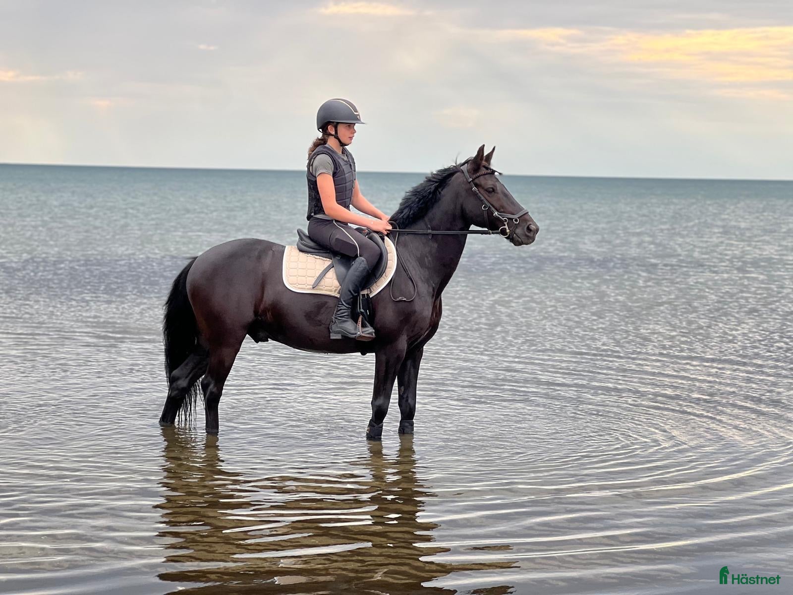  hästar Fantastisk C ponny valack  - Annons 15